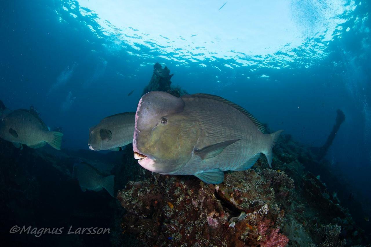 Bali Dive Resort Amed Eksteriør bilde