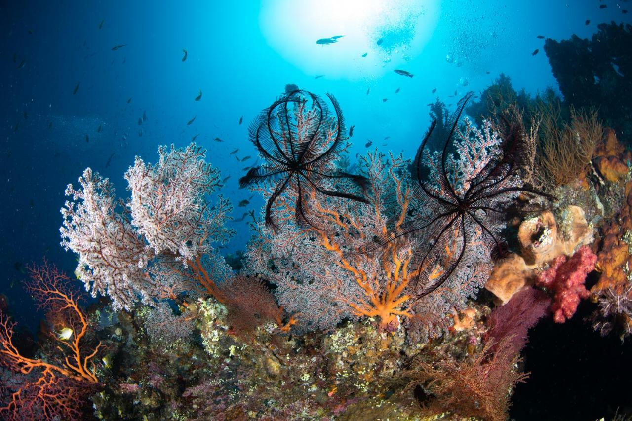 Bali Dive Resort Amed Eksteriør bilde